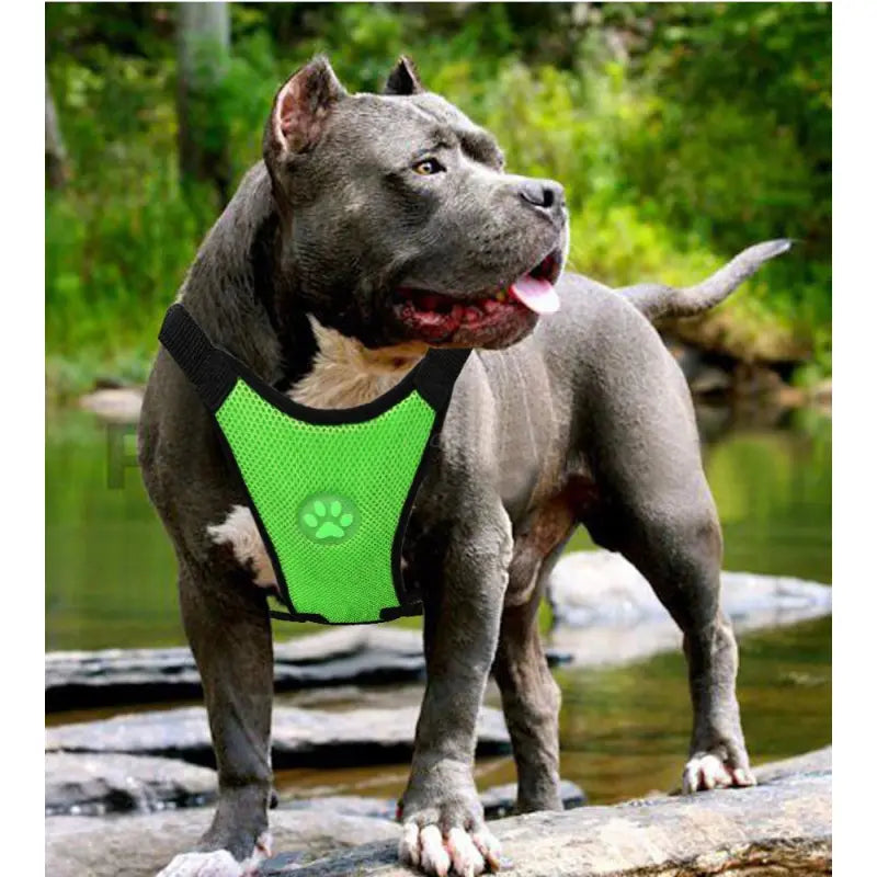 Breathable Mesh Dog Harness – Car Safety & Everyday Walks